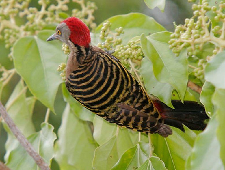 Miniature de l'image