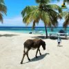 Saona Island Tour from Punta Cana - Natural Pool Excursion - Image 8