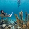 Snorkel Cayo Levantado and Farola island Snorkeling - Image 11