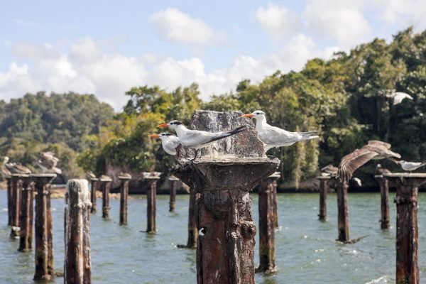 Birdwatching in Los Haitises National Park