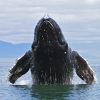 Private Tour Samana Whale Watching + Cayo Levantado (Bacardi Island) from Samaná Port - Image 6