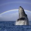 Excursion Whale Watching Samana Bay + Cano Hondo + Los Haitises  from Samana port - Image 16