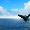 Excursion Whale Watching + Cayo Levantado from Punta Cana/Cap Cana (Private Tour ) - Image 16