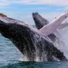 ⁦Samaná Whale Watching & Cayo Levantado (Bacardi Island) From Juan Dolio⁩ - الصورة ⁦6⁩