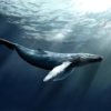Excursion Whale Watching + Cayo Levantado from Punta Cana/Cap Cana (Private Tour ) - Image 12