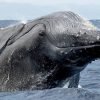 Excursion Whale Watching Samana Bay + Cano Hondo + Los Haitises  from Samana port - Image 20