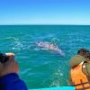 Excursion Whale Watching Samana Bay + Cano Hondo + Los Haitises  from Samana port - Image 17