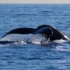 Excursion Whale Watching Samana Bay + Cano Hondo + Los Haitises  from Samana port - Image 11
