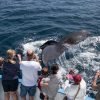 Excursion Whale Watching Samana bay + Cayo Levantado  from Puerto Plata (Private Transportation) - Image 13