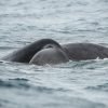 Excursion Whale Watching Samana Bay + Cano Hondo + Los Haitises  from Samana port - Image 6