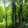 Hike + Kayak Los Haitises - Image 8
