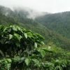 Hike + Kayak Los Haitises - Image 7