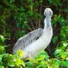 Ridgway's Hawk Tour - Bird watching Los Haitises  National Park Excursion - Image 6
