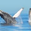 Whale Watching in Punta Cana/Cap Cana to Samana Bay + Cayo Levantado (Bacardi Island) from Hotels. - Image 15
