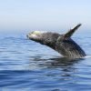 Whale Watching in Punta Cana/Cap Cana to Samana Bay + Cayo Levantado (Bacardi Island) from Hotels. - Image 2