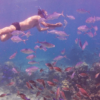 ⁦Catalina Island snorkeling Dominican Republic⁩ - الصورة ⁦3⁩