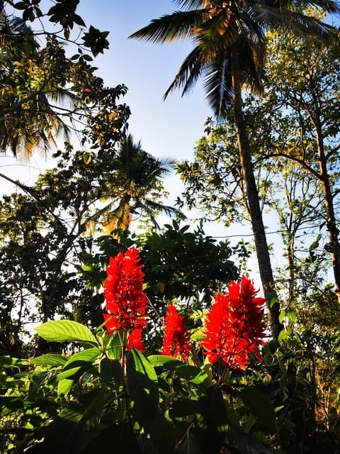 Puerto Plata Trekking - Experience of Nature and Folklore - Image 3