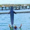 Punta Cana Dolphin Swim Adventure: 40-min Dolphin Experience - Image 19