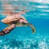 ⁦Discover Saona Island: Enjoy The Paradise⁩ - الصورة ⁦4⁩