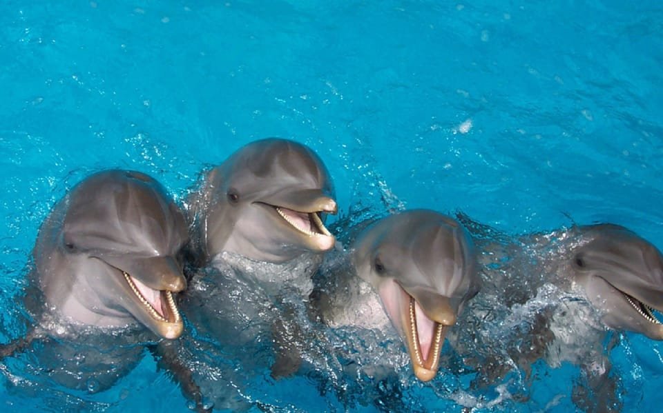 Punta Cana: Swim with Dolphins in the Pool - Image 5