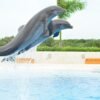 ⁦Punta Cana: Swim with Dolphins in the Pool⁩ - الصورة ⁦6⁩