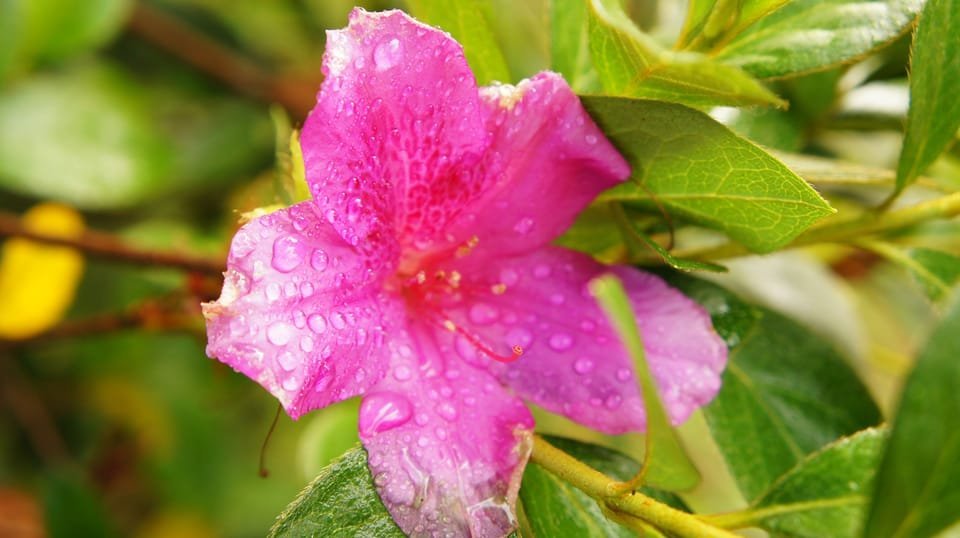 From Samaná: Baiguate Waterfall and Jarabacoa Buggy Tour - Image 6