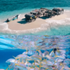 Cayo Arena: Paradise Island and Mangroves Tour - Image 6