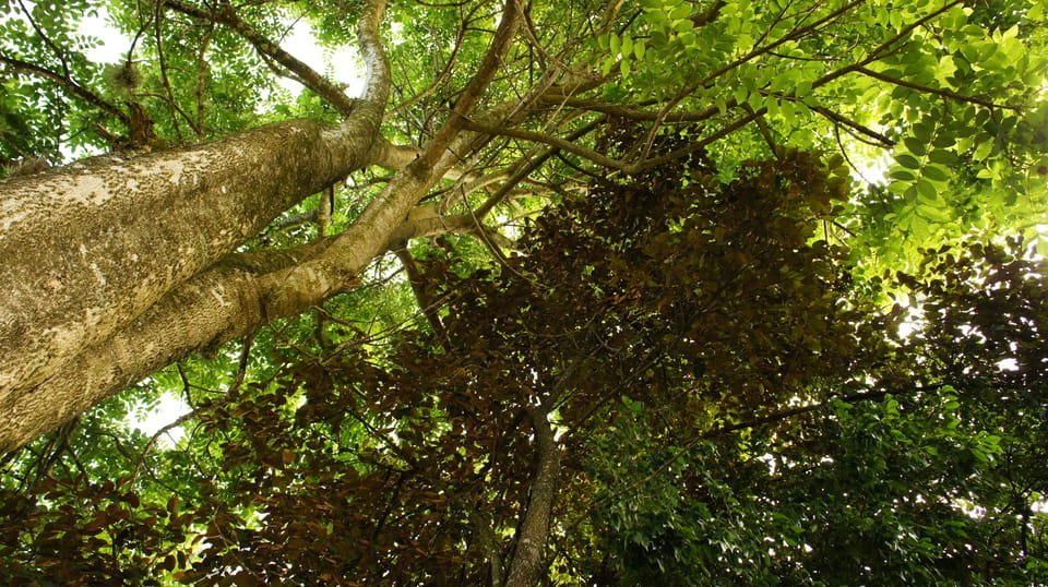 From Samaná: Baiguate Waterfall and Jarabacoa Buggy Tour - Image 8