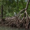 ⁦Los Haitises Kayak & Caño Hondo Pools – Private Tour From Miches⁩ - الصورة ⁦2⁩