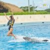 ⁦Punta Cana: Swim with Dolphins in the Pool⁩ - الصورة ⁦2⁩