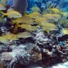 Catalina Island Full-Day Snorkeling + Lunch from Punta Cana – Image 2