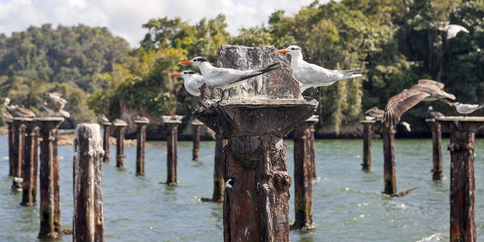 From Samana: Los Haitises Boat and Walking Tour with Lunch - Image 4