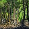 Boca Chica : Los Haitises Guided Hike and Kayaking - Image 4