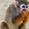 ⁦Transfers and taxis Monkey land in puerto plata⁩ - الصورة ⁦3⁩