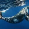 Whale Watching + Cayo Levantado - Imatge 6
