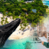 Whale Watching + Cayo Levantado Freedom - Image 7