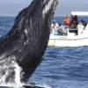 From Punta Cana: Samana Cayo Levantado / Whales - Image 5