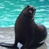 ⁦VIP Swim with Dolphins at Ocean World Puerto Plata⁩ - الصورة ⁦5⁩