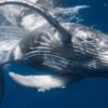 Whale Watching + Cayo Levantado Freedom - Image 10
