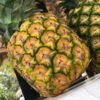 ⁦Full-Day Saona Island Tour by Speedboat⁩ - الصورة ⁦6⁩