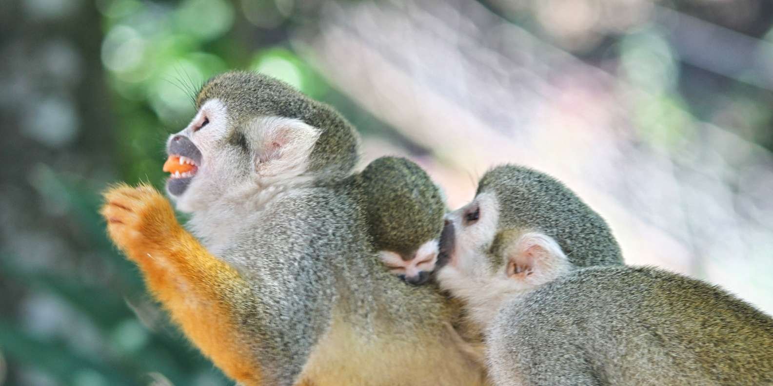 Puerto Plata: Monkeyland and Zip-Line Adventure - Image 7