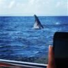 ⁦Samaná Whale Watching & Cayo Levantado (Bacardi Island) From Cap Cana⁩ - الصورة ⁦2⁩