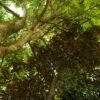 ⁦Horseback Riding Adventure to Salto Jimenoa  Jarabacoa⁩ - الصورة ⁦7⁩