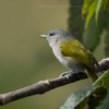 Punta Cana: Bird Watching at Punta Cana Foundation Area - Image 14