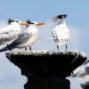 Birding: 4 Days of Bird Watching Dominican Republic - Image 16