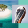 ⁦Whale Watching and Cayo Levantado Tour: A Perfect Tropical Getaway⁩ - الصورة ⁦2⁩