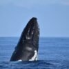 ⁦Samaná Whale Watching & Cayo Levantado (Bacardi Island) From Cap Cana⁩ - الصورة ⁦20⁩