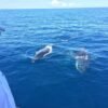 ⁦Samaná Whale Watching & Cayo Levantado (Bacardi Island) From Cap Cana⁩ - الصورة ⁦17⁩
